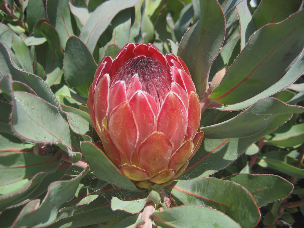 Protea 'Sylvia'