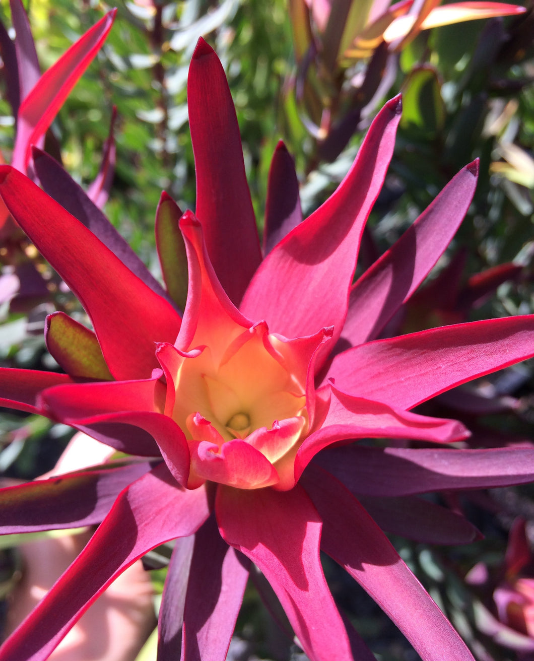 Leucadendron 'Red Devil'