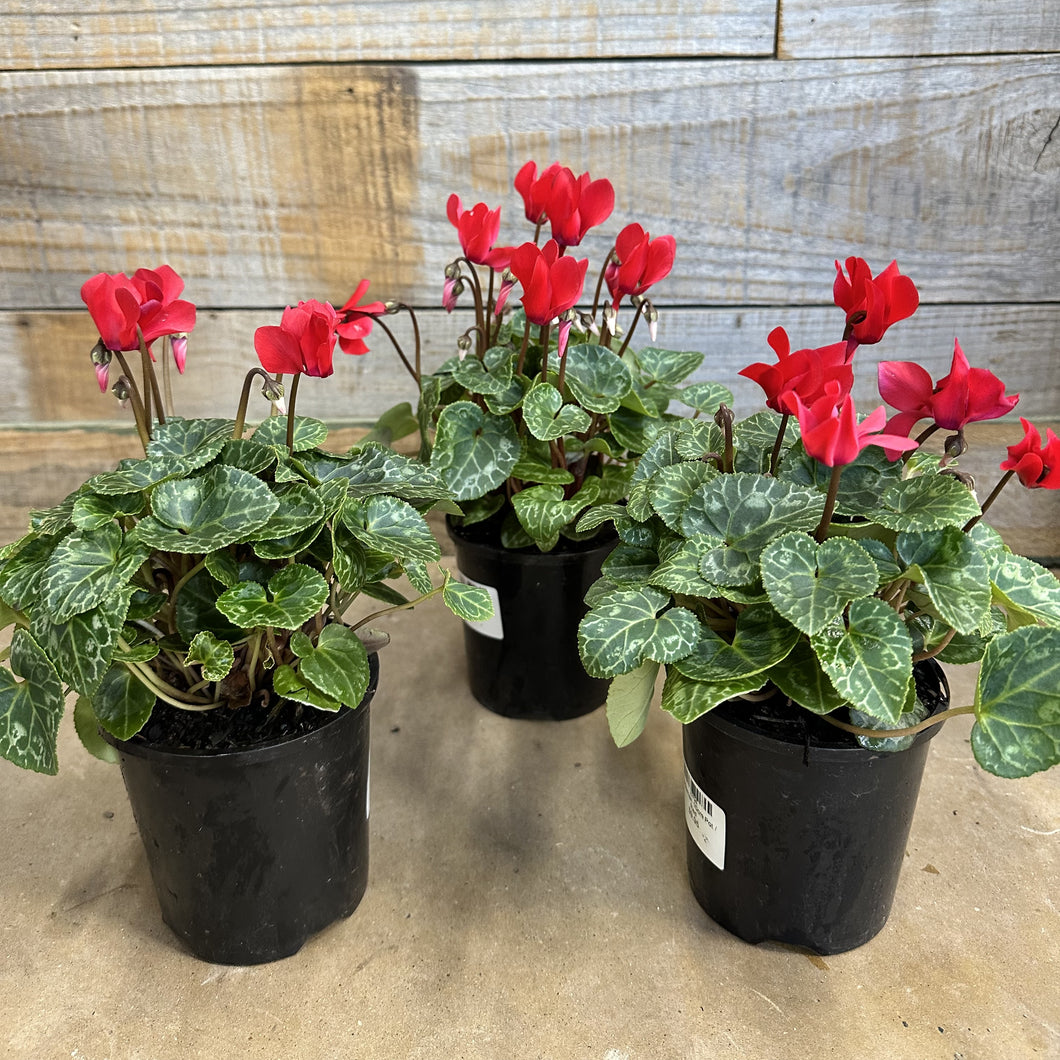 Cyclamen persicum Minature Red
