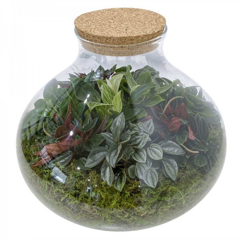 Terrarium Size G