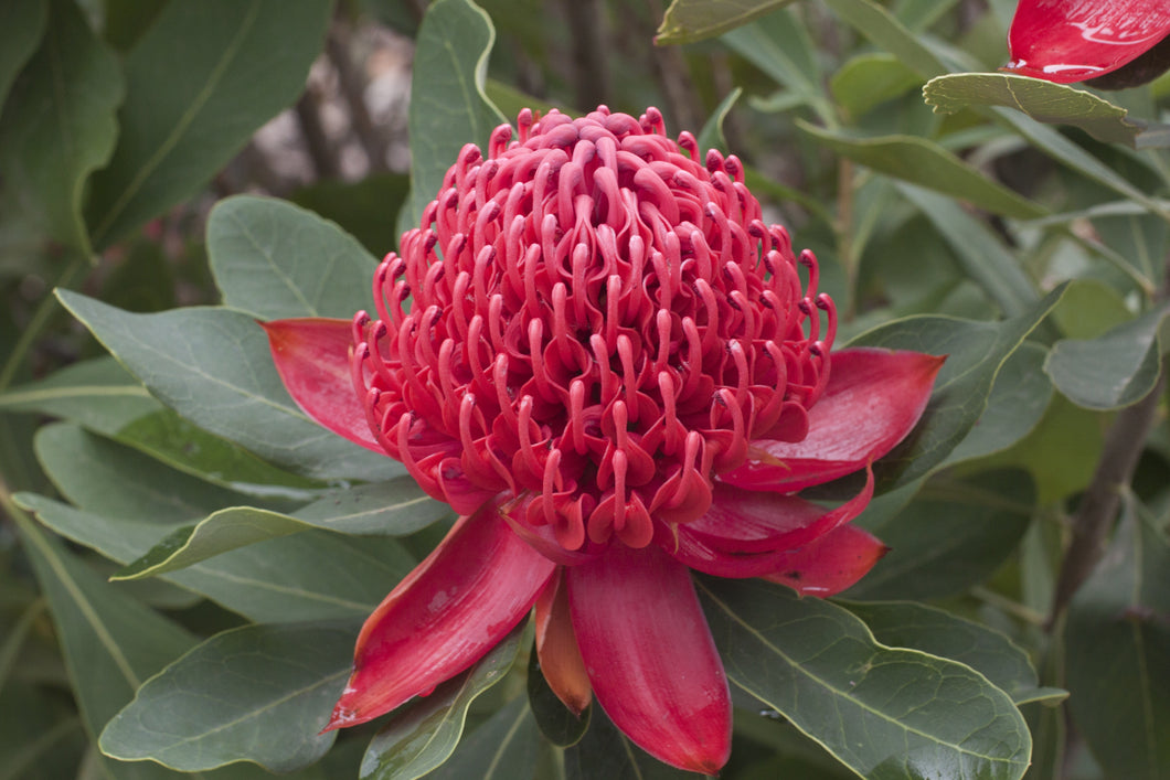 Telopea 'Shady Lady' Crimson
