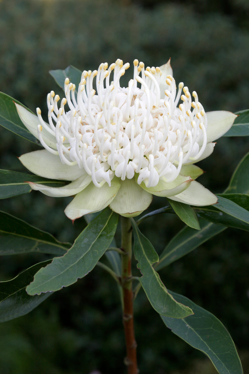 Telopea 'Shady Lady' White