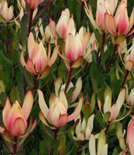 Load image into Gallery viewer, Leucadendron ‘Sixteen Candles’
