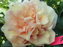 Load image into Gallery viewer, Itoh Peony 'Soleil D'Ambre'
