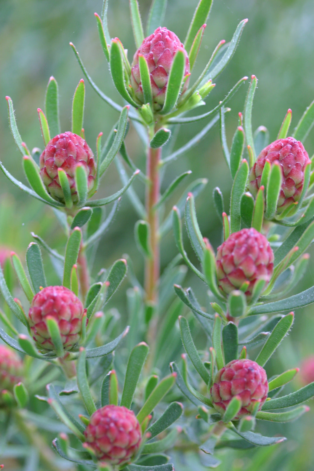 Leucadendron 'Strawberry Fair'