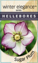 Load image into Gallery viewer, Hellebores - Winter Elegance series &#39;Sugar Plum&#39;
