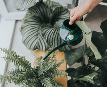 Load image into Gallery viewer, Haws &#39;The Fazeley Flow&#39; 0.5L Watering Can - Green
