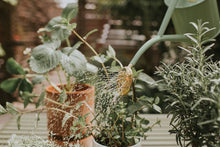 Load image into Gallery viewer, Haws &#39;The Rowley Ripple&#39; 1L Watering Can - Sage
