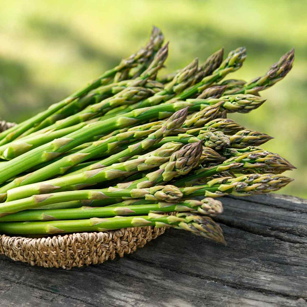 Asparagus 'Mary Washington'