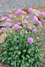 Load image into Gallery viewer, Armeria pseudarmeria ‘Big Dreams’
