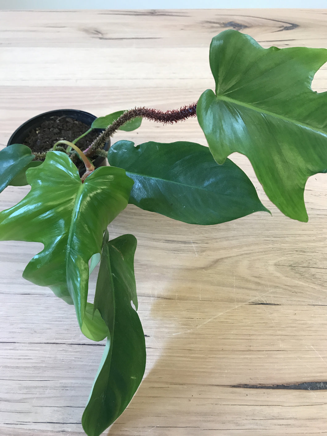 Philodendron squamiferum