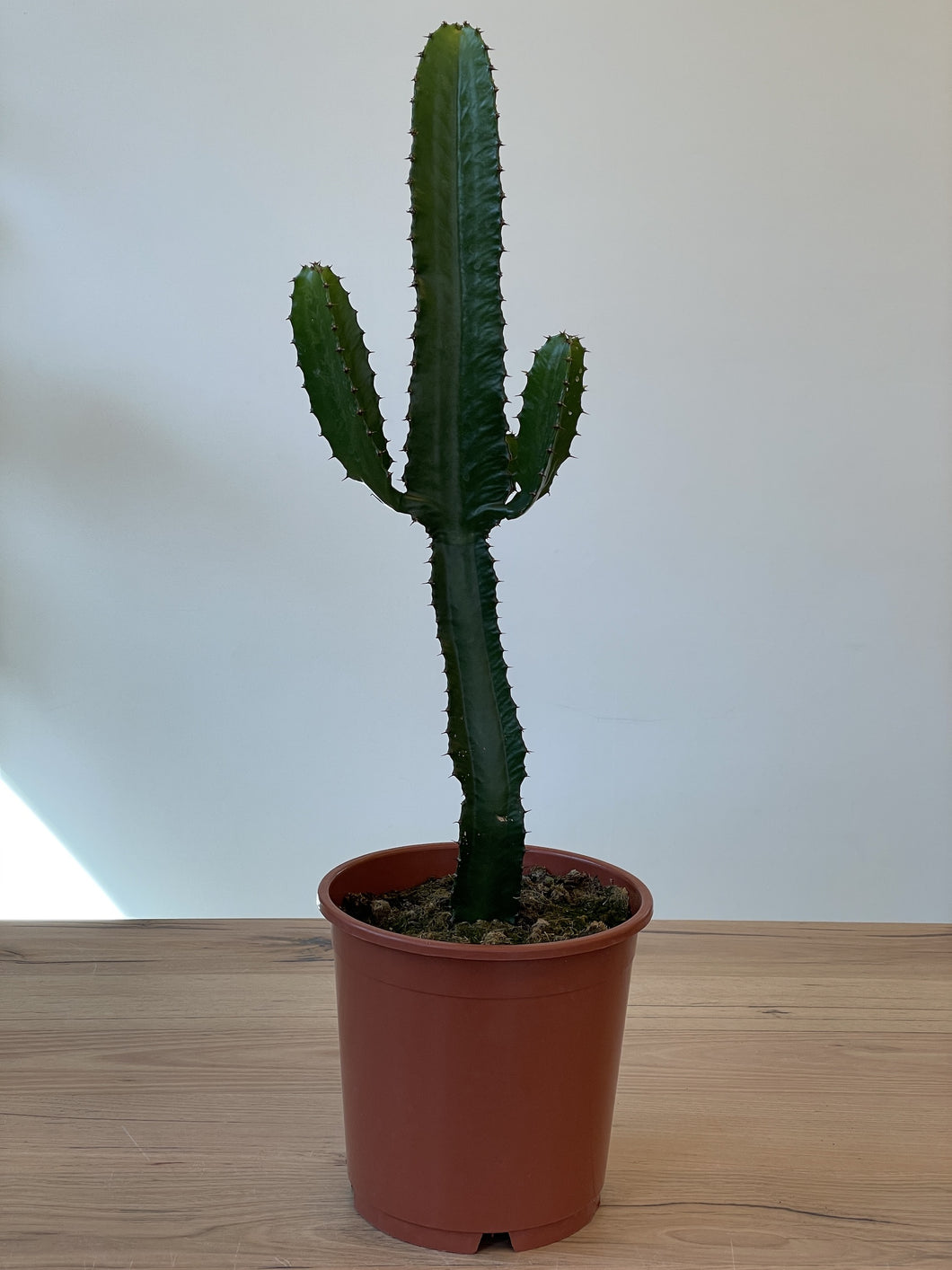Euphorbia eritrea