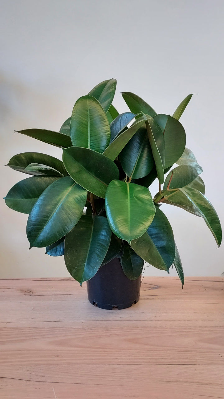 Ficus robusta – Northcote Nursery