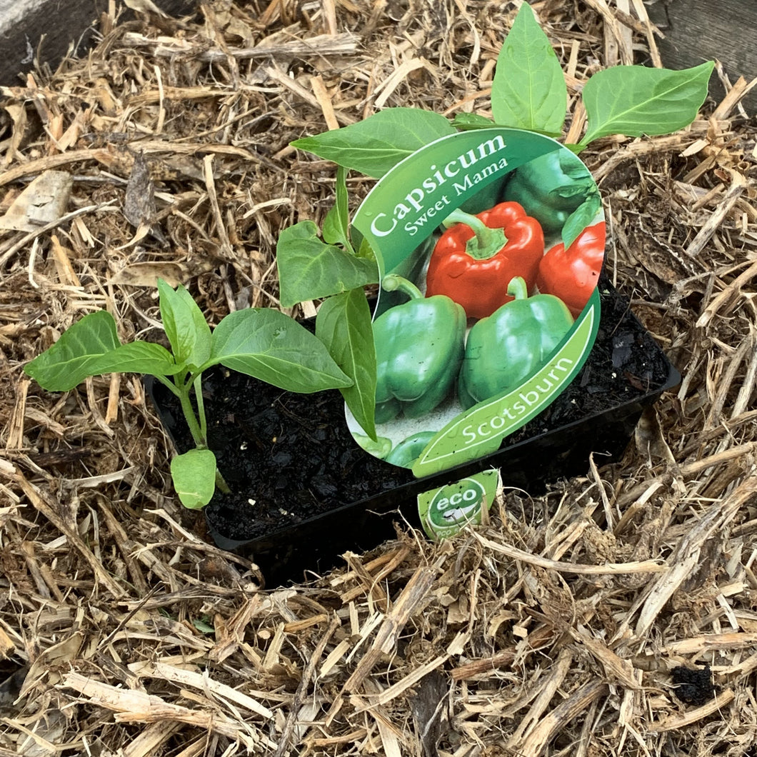 Capsicum ‘Sweet Mama’