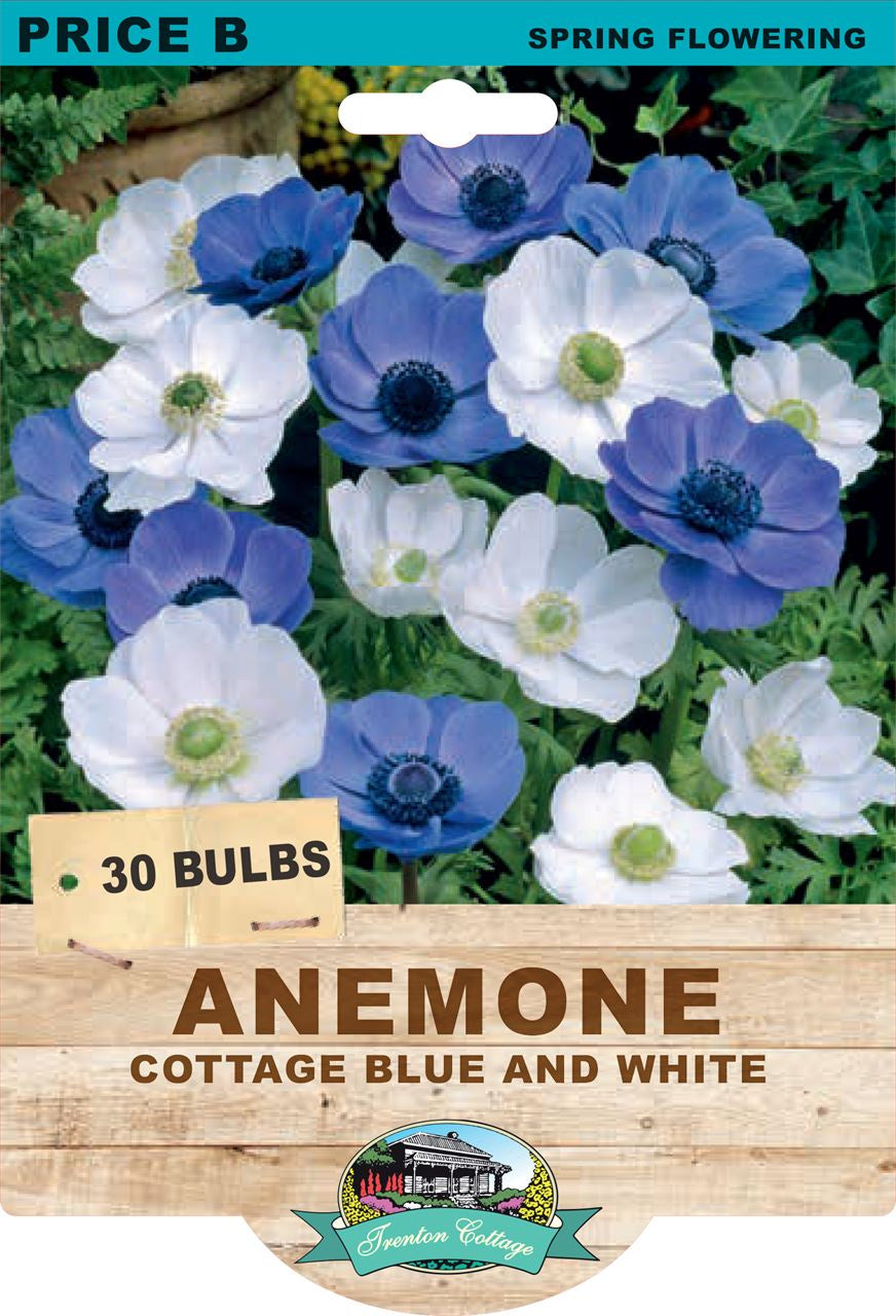 Anemone 'Cottage Blue & White'
