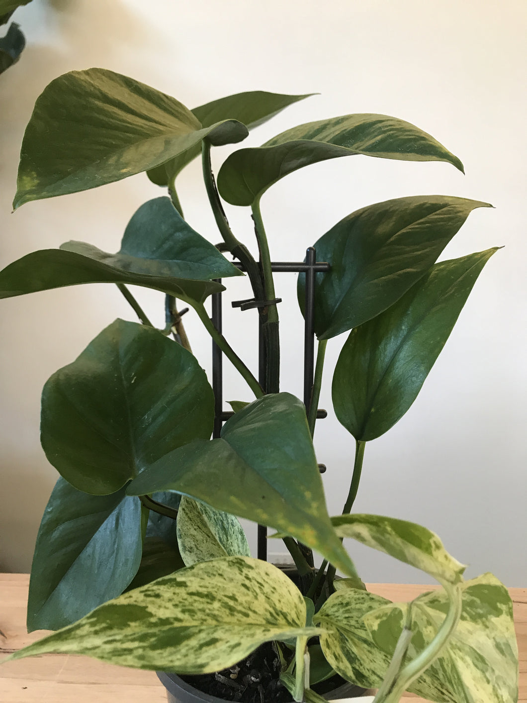 Epipremnun 'Marble Queen'