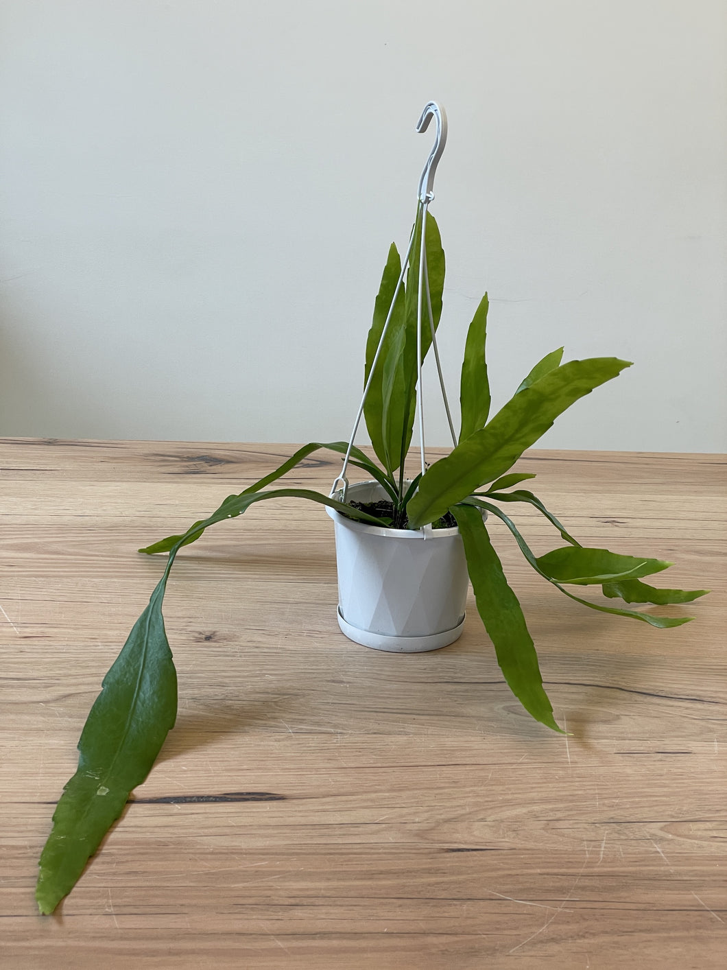 Epiphyllum pumilum