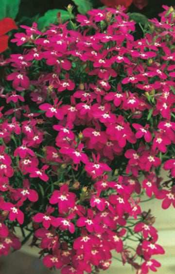 Lobelia 'Rosamond' Seeds