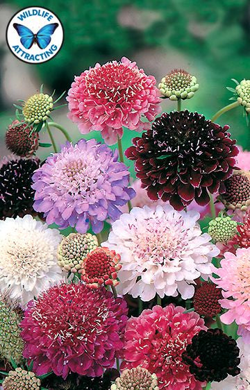 Pincushion Flower (Tall Double Mix) seeds