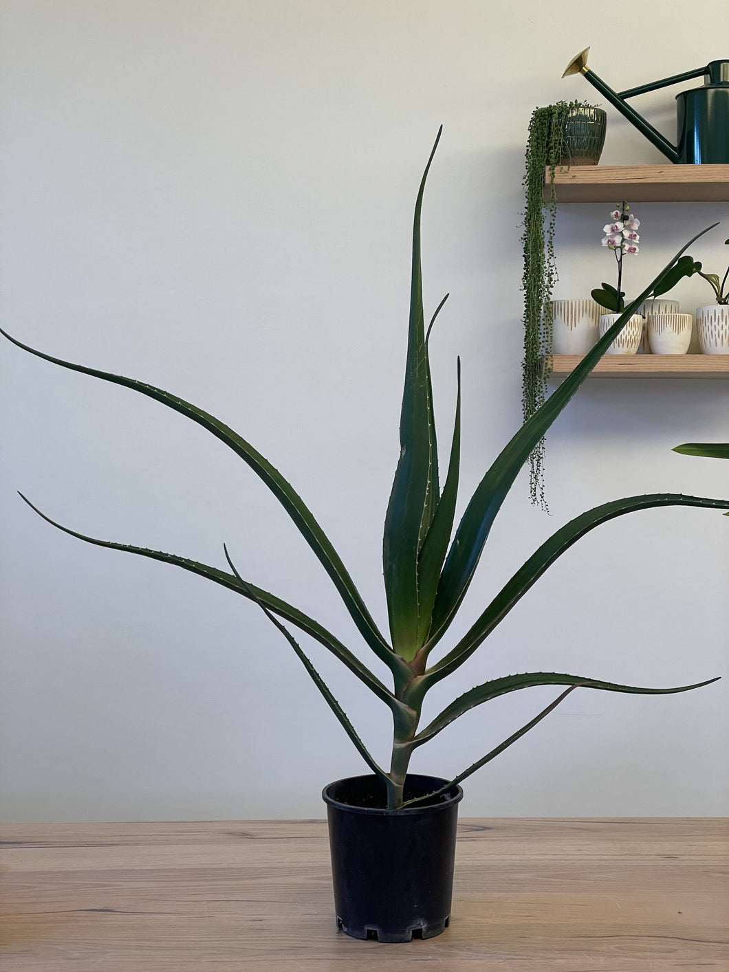 Aloidendron barberae 'Aloe Barberae'