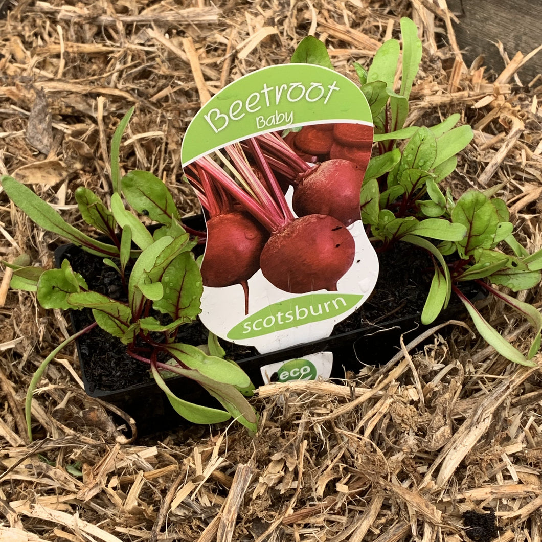 Beetroot ‘Baby’