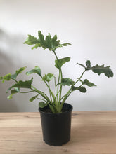 Load image into Gallery viewer, Philodendron selloum &#39;Hope&#39;
