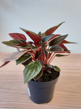 Load image into Gallery viewer, Peperomia brasilia
