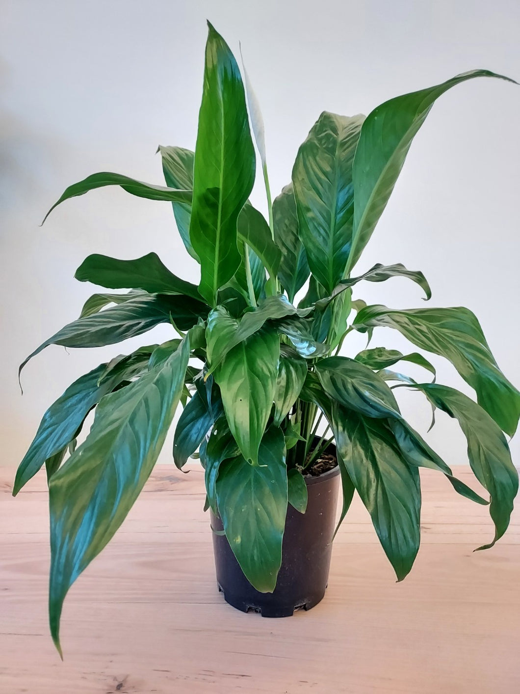 Spathiphyllum sp. Peace Lily