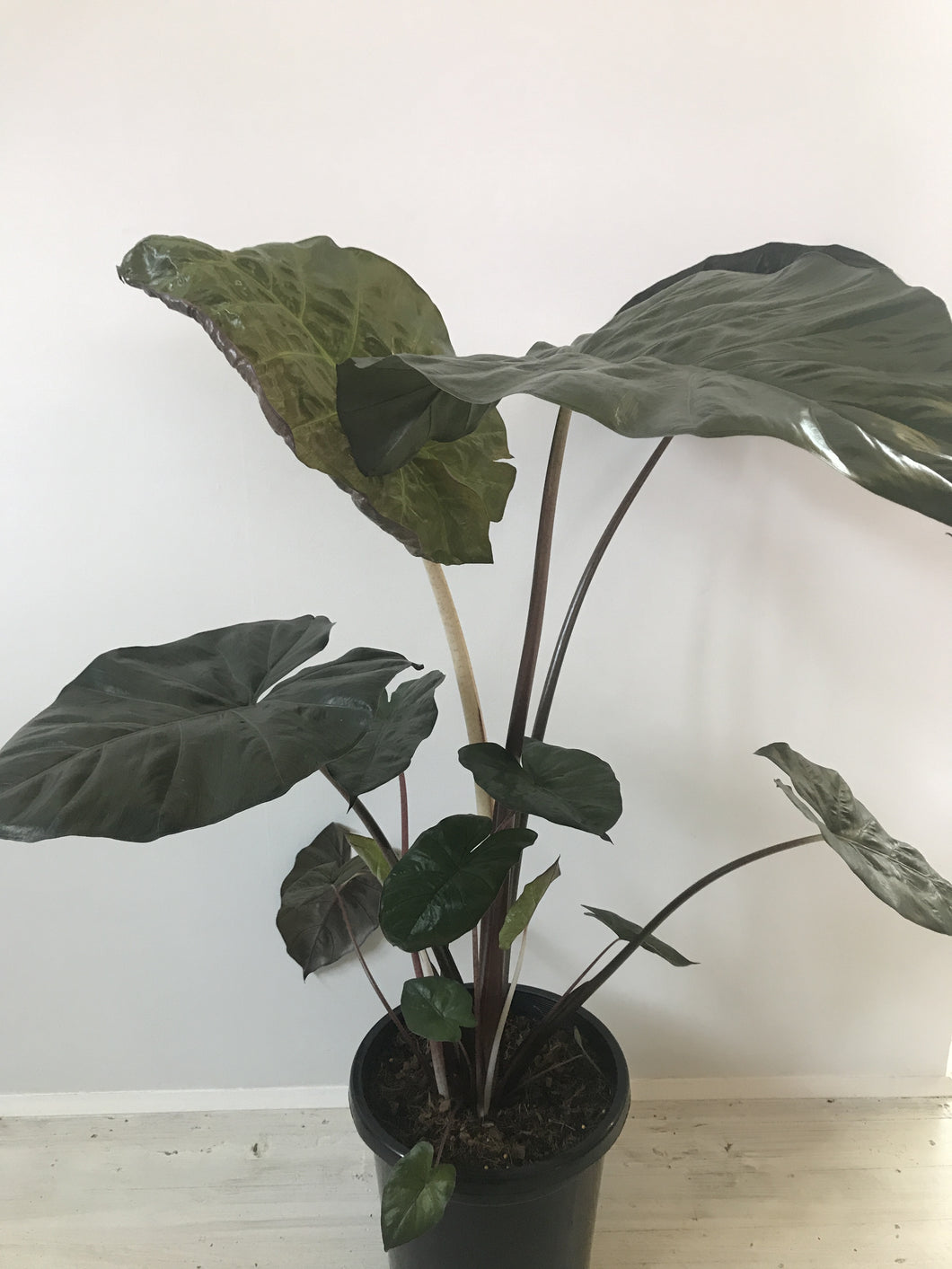 Alocasia lowii x amazonica 'Yucatan Princess'