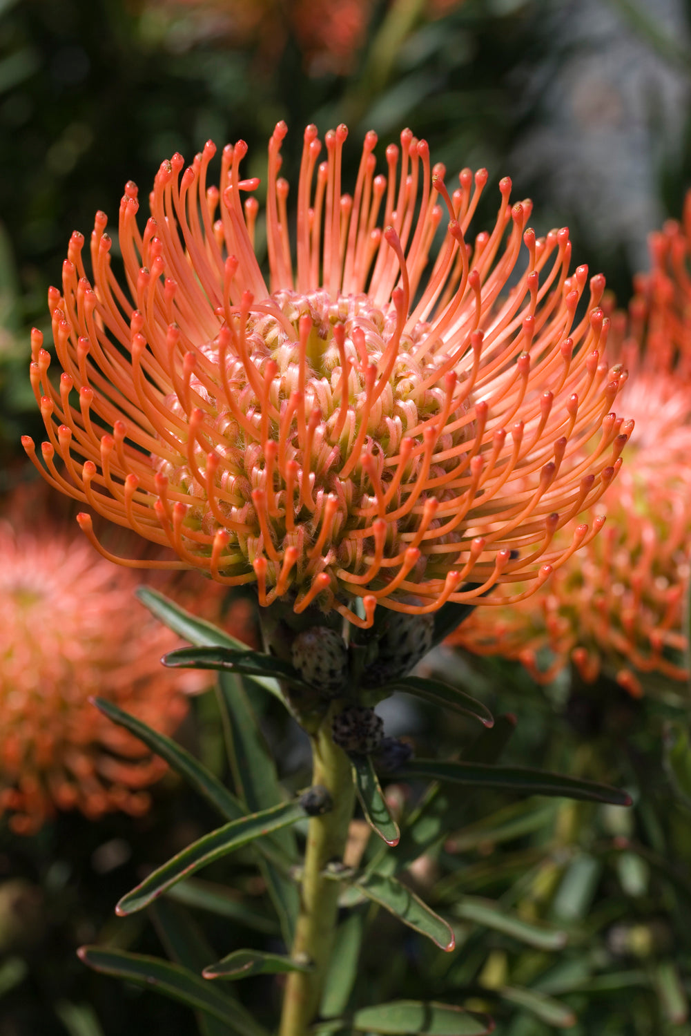 Leucospermum cordifolium