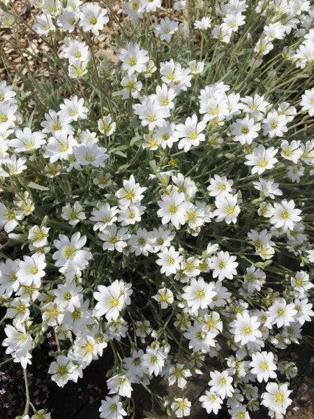 Cerastium tomentosum ‘Snow in Summer’