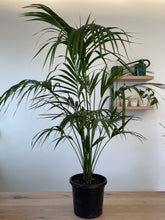 Load image into Gallery viewer, Howea forsteriana &#39;Kentia Palm&#39;
