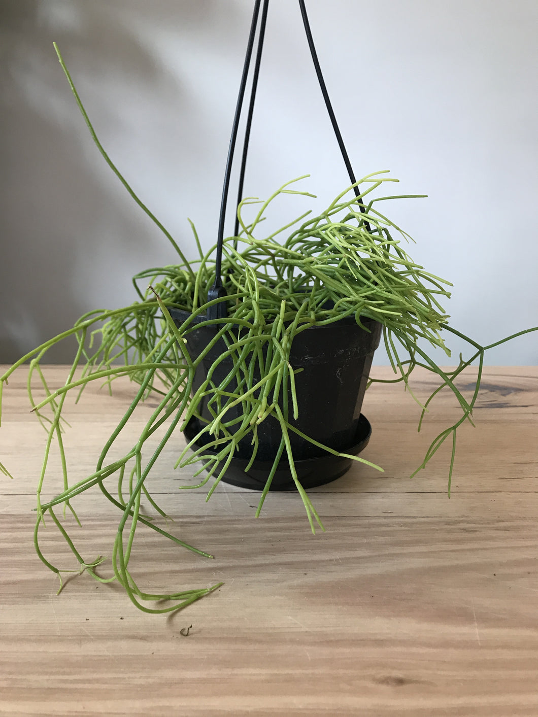 Rhipsalis 'Brazilian'