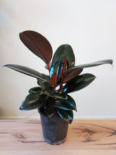 Load image into Gallery viewer, Ficus elastica &#39;Burgundy&#39;
