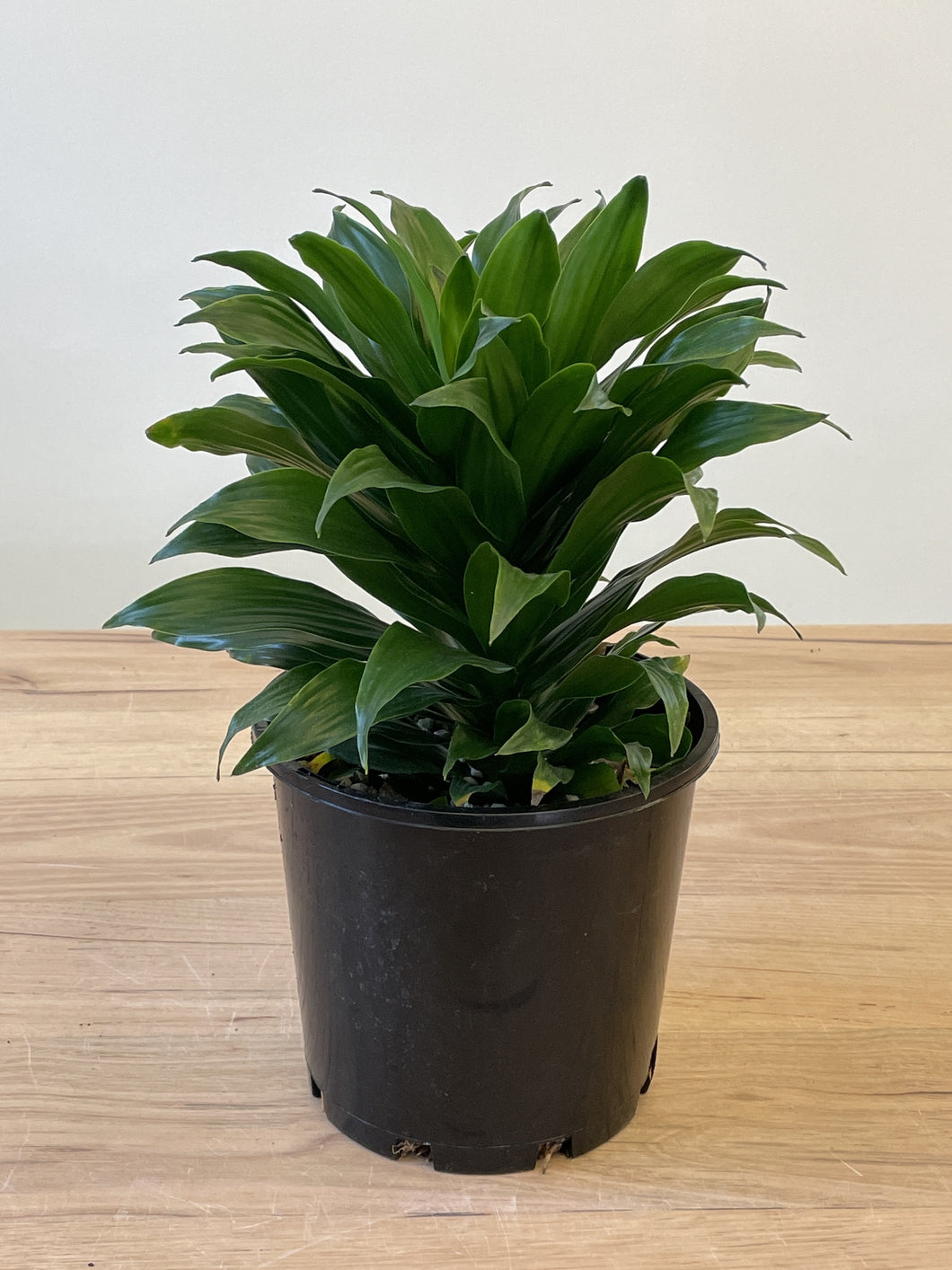 Dracaena deremensis 'Janet Craig'