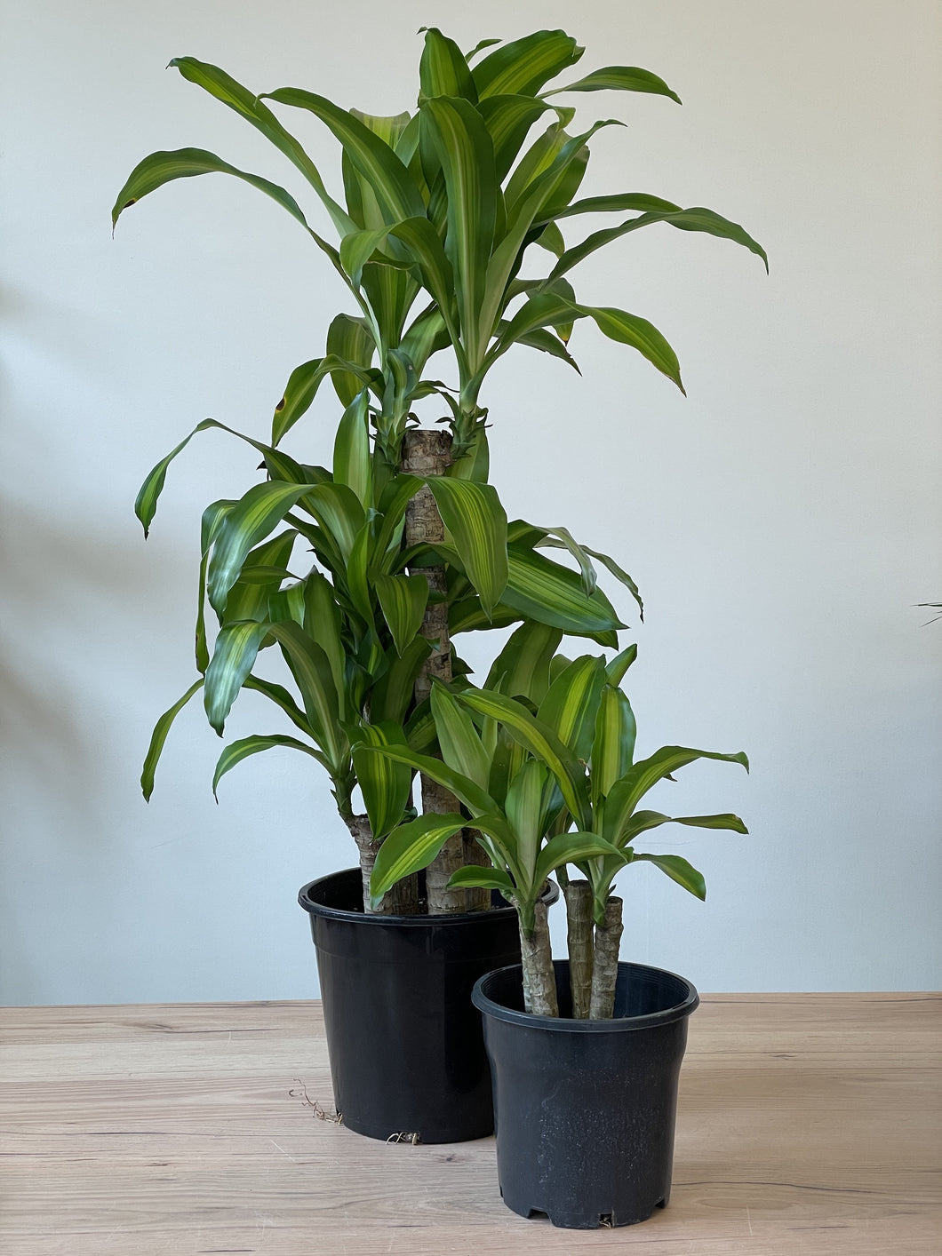 dracaena happy plant Dracaena fragrans 'Happy Plant' – Northcote Nursery
