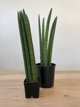 Load image into Gallery viewer, Sansevieria cylindrica
