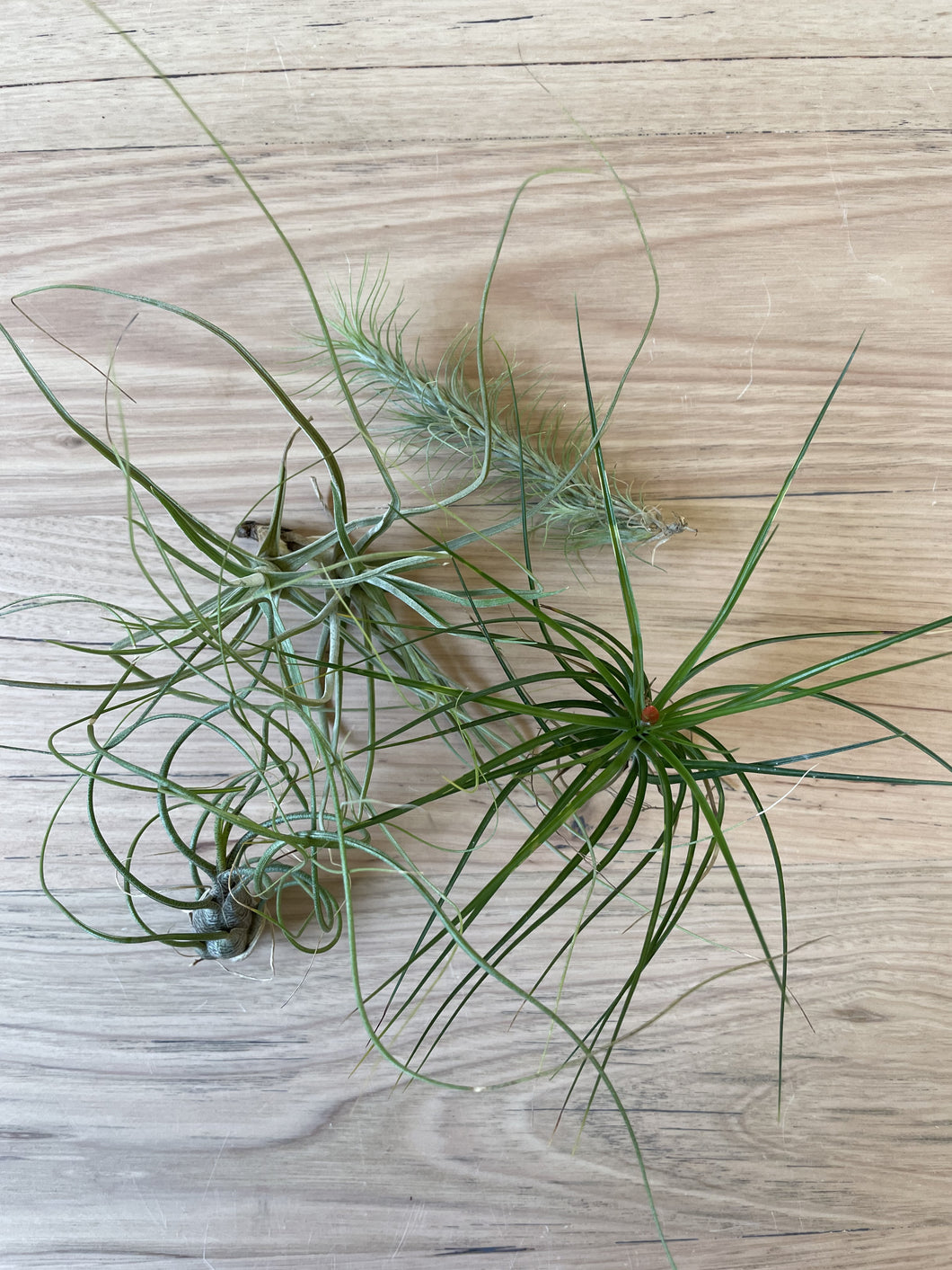 Tillandsia Air Plant