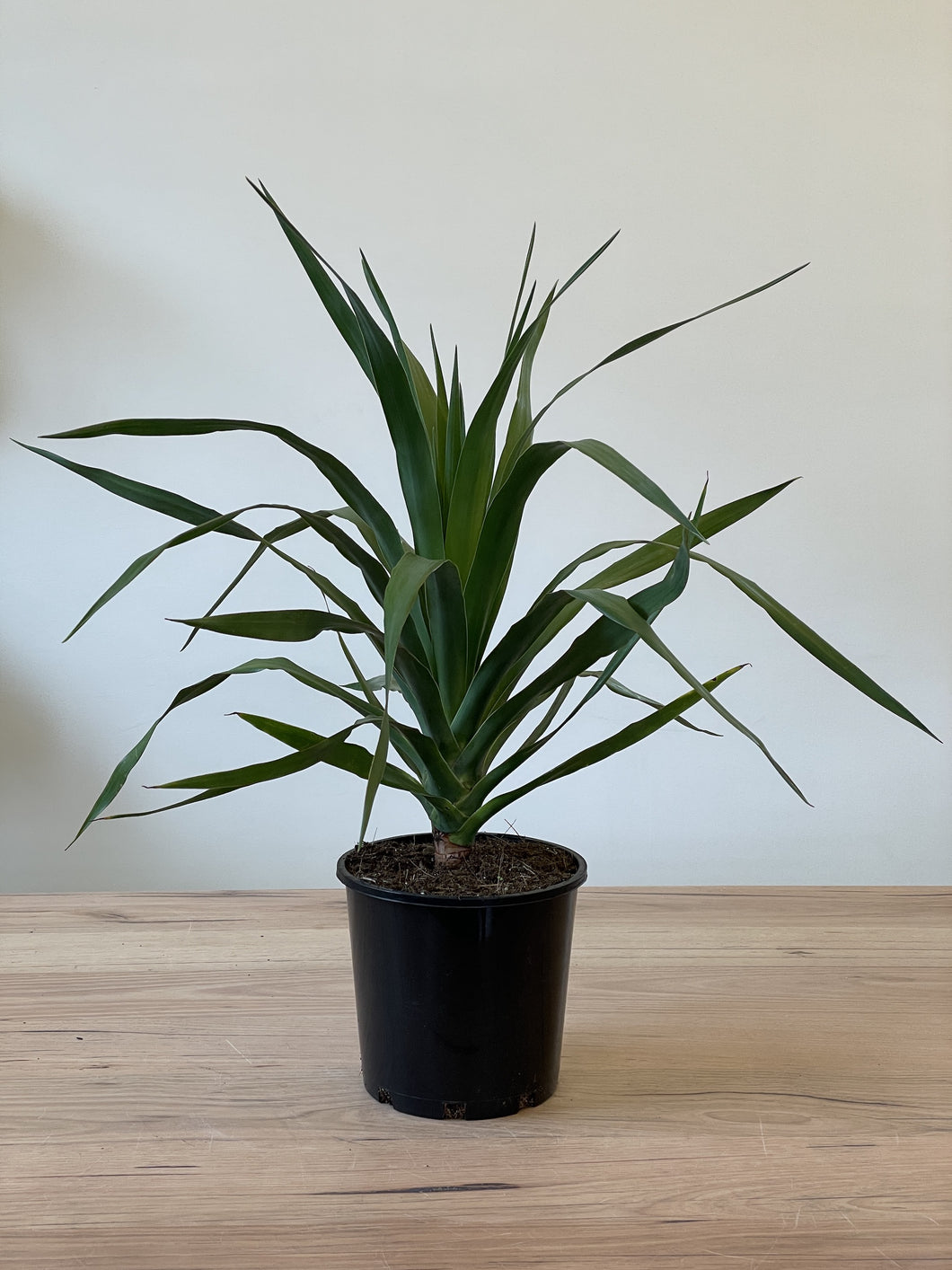 Dracaena draco 'Dragon Tree'