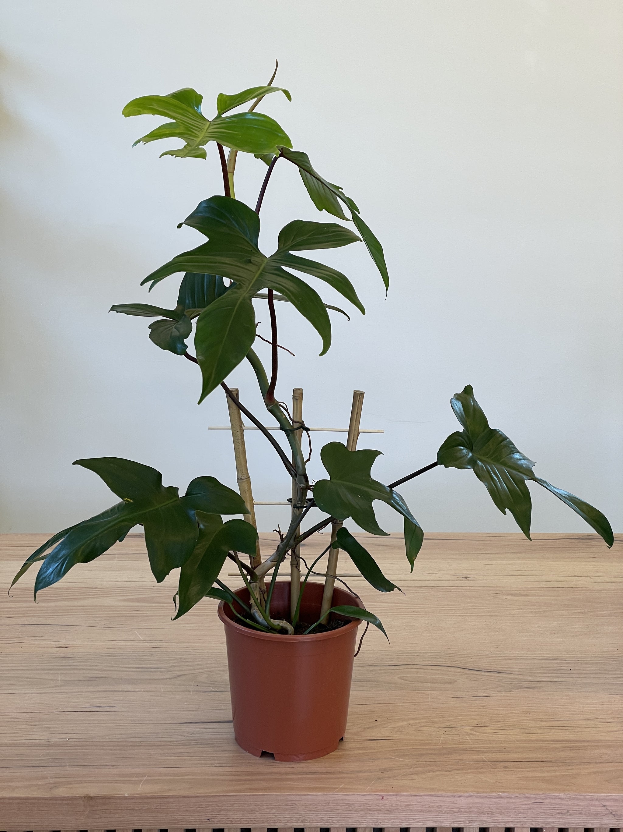 philodendron pedatum reindeer Philodendron 'Rudolph' – Northcote Nursery