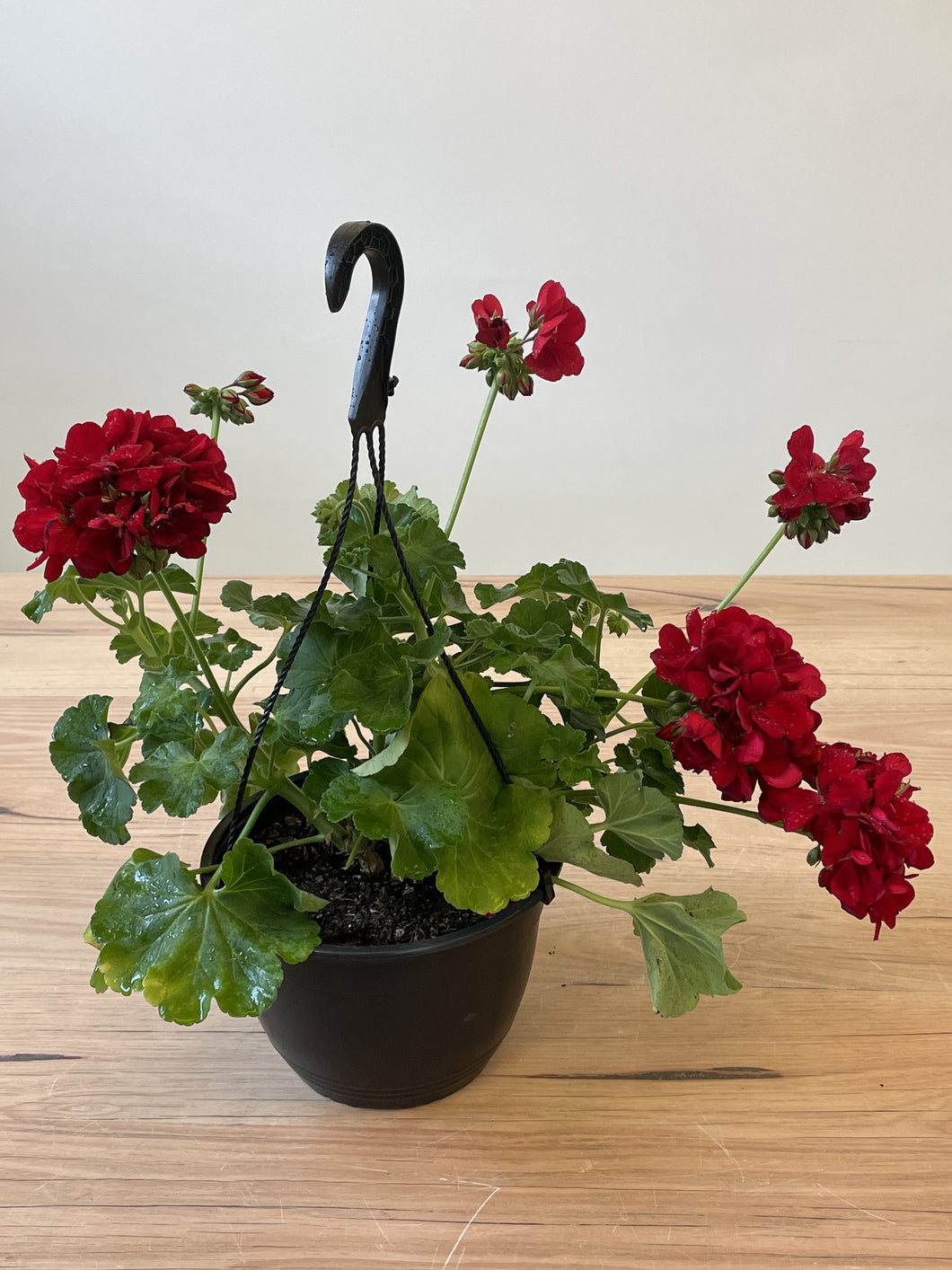 Geranium - Hanging Basket