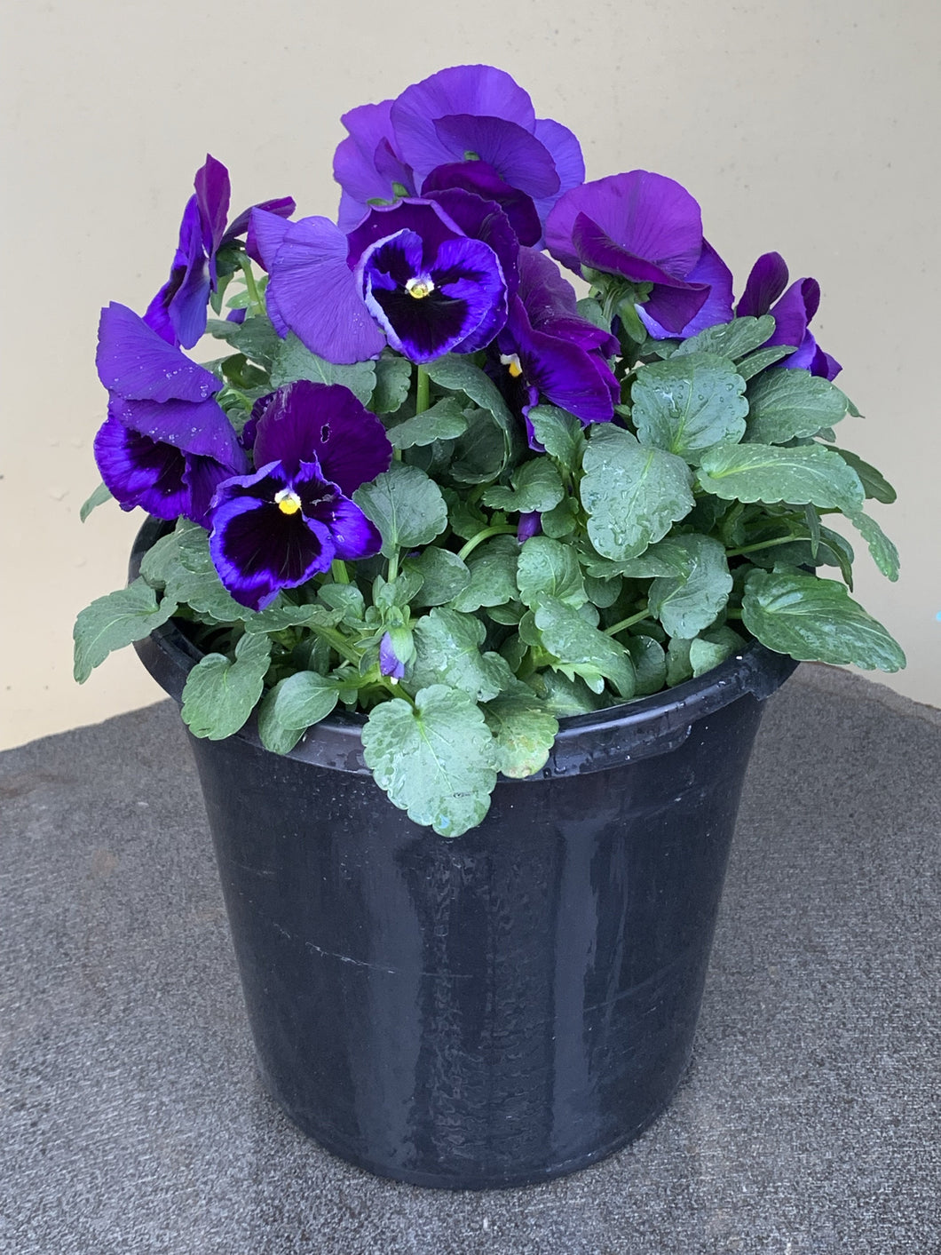 Pansy 'Purple'