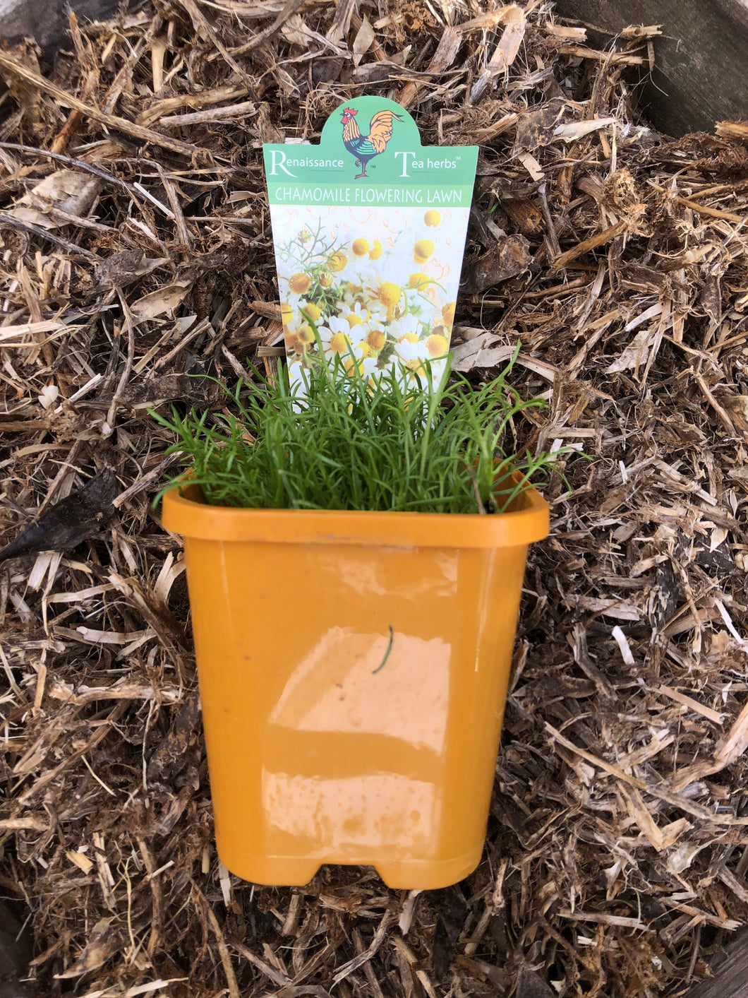 Chamomile ‘Flowering Lawn’