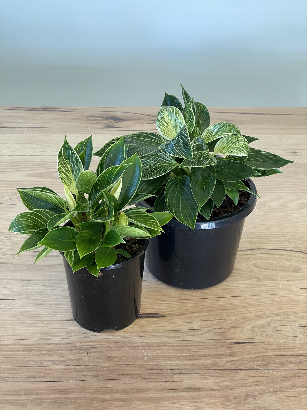 Philodendron 'Birkin'