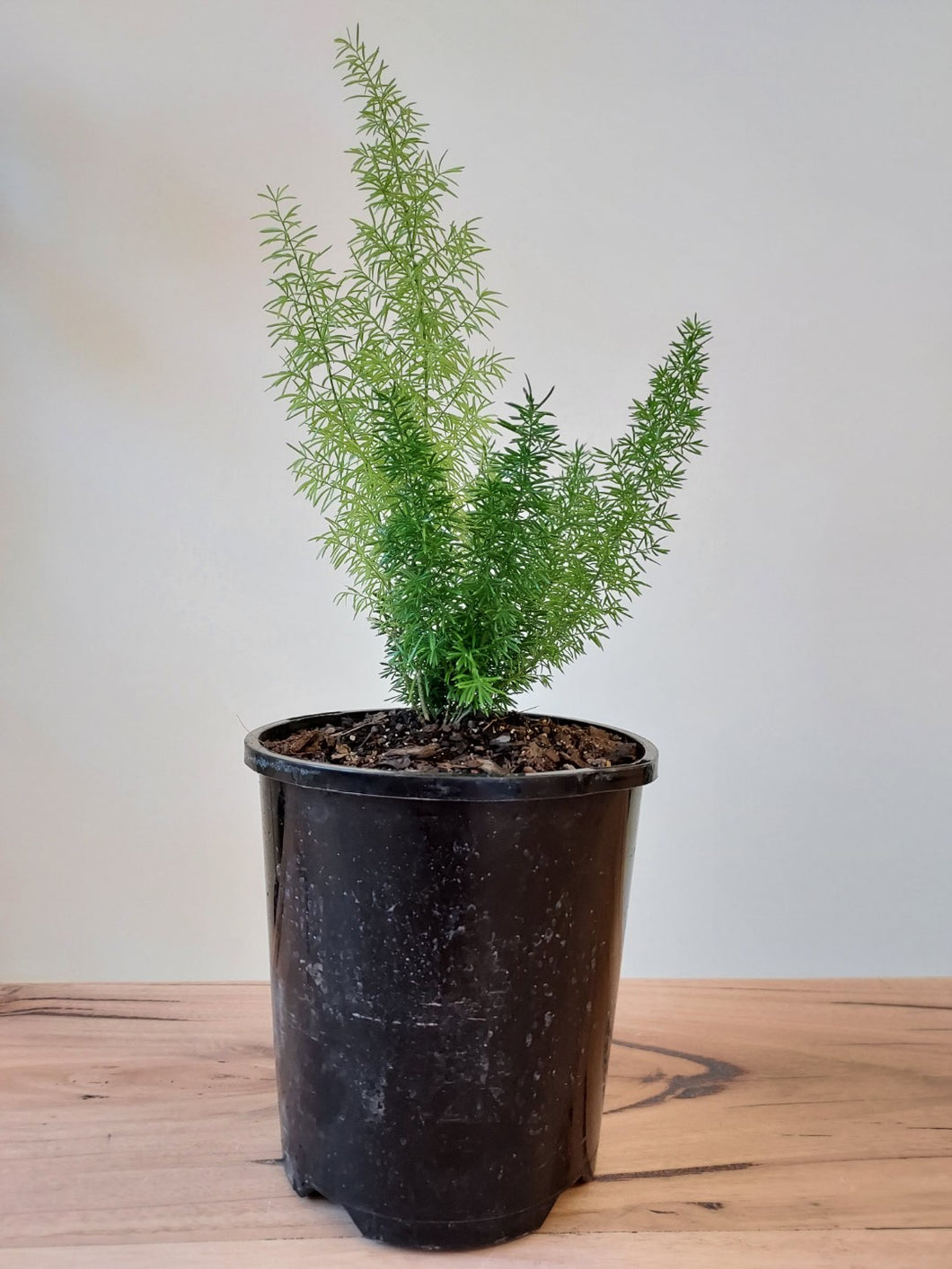 Asparagus densiflorus 'Myersii' Foxtail Fern