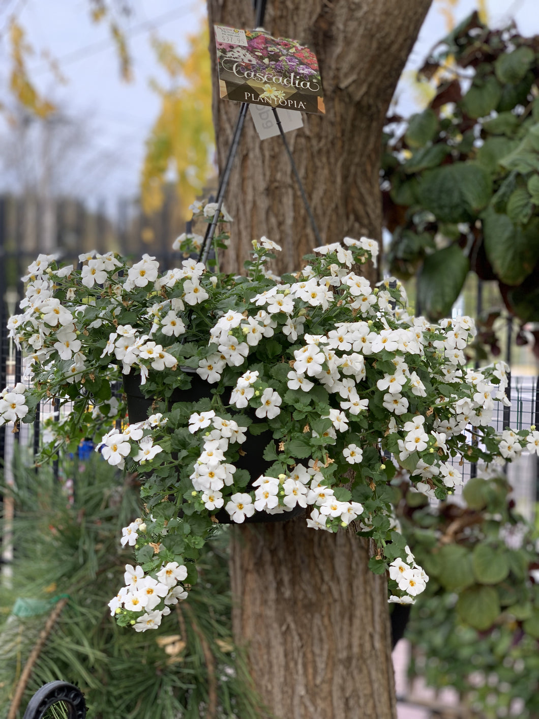 bacopa hanging plant Bacopa cordata 'white'