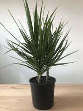Load image into Gallery viewer, Dracaena marginata
