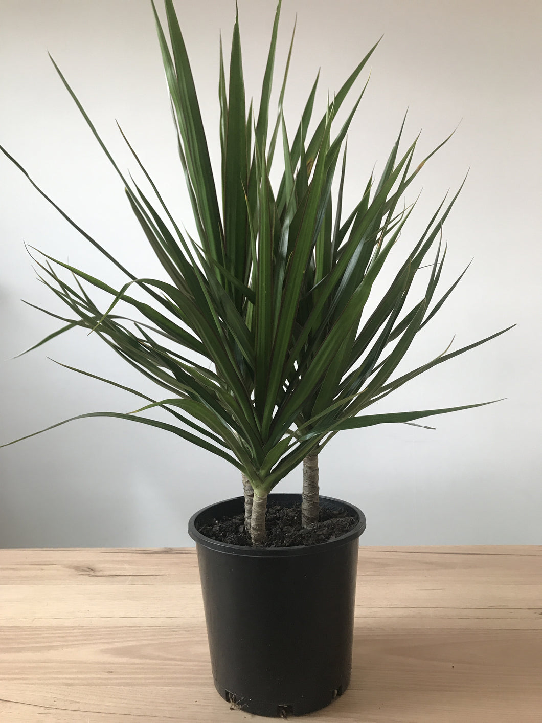 Dracaena marginata