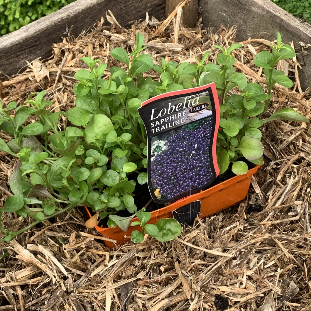 Lobelia ‘Sapphire Trailing’