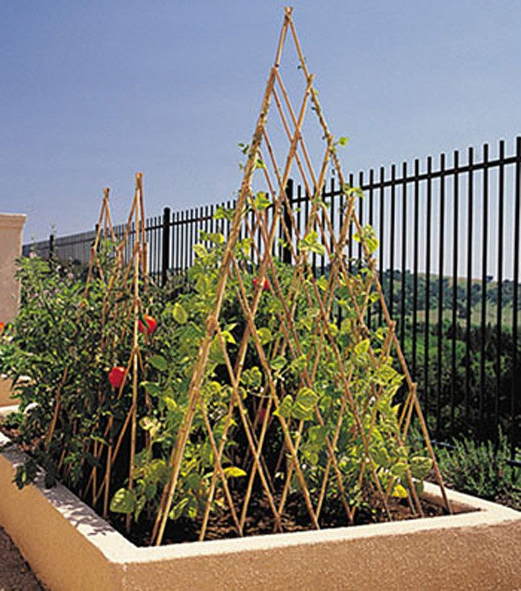 Bamboo Teepee Trellis